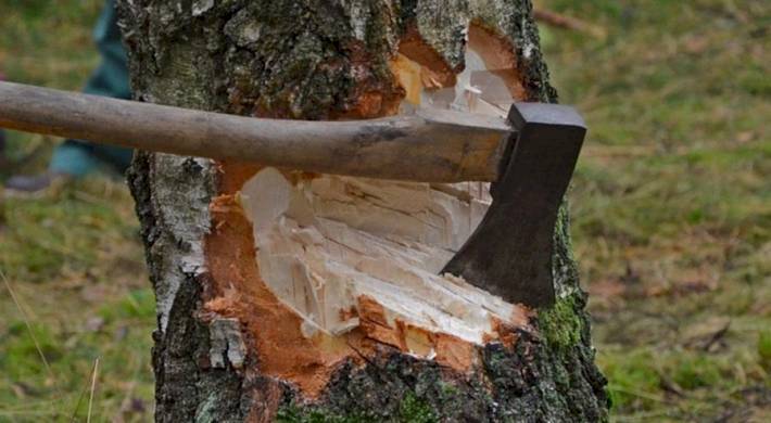 Незаконная рубка леса - взыскание убытков и наложение штрафа