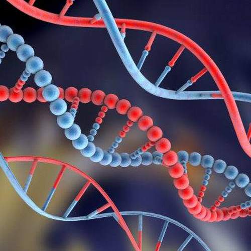 ДНК Человека: Дезоксирибонуклеиновая кислота. Установление отцовства
