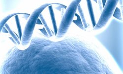 ДНК Человека: Дезоксирибонуклеиновая кислота. Установление отцовства
