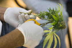 Растения содержащие наркотики: Ответственность и последствия