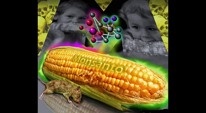 ГМО в пищевой продукции реальная статистика и как с этим бороться