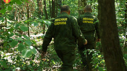 Правовая охрана лесов - как охраняют лес + государственный контроль