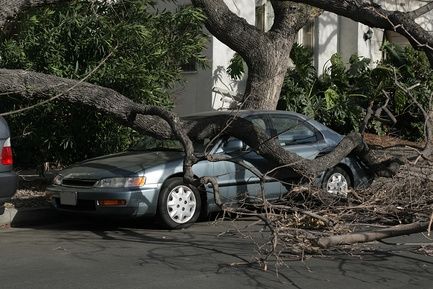 Как возместить ущерб при падении дерева на машину?